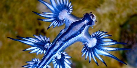 Blue Dragon Nudibranch