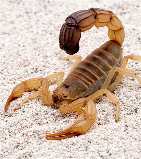 Scorpion Life Cycle