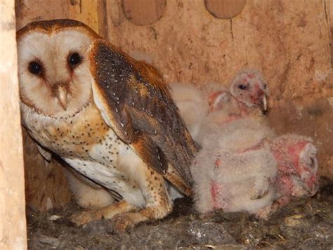 Get a rare view into an Indiana barn owl nest