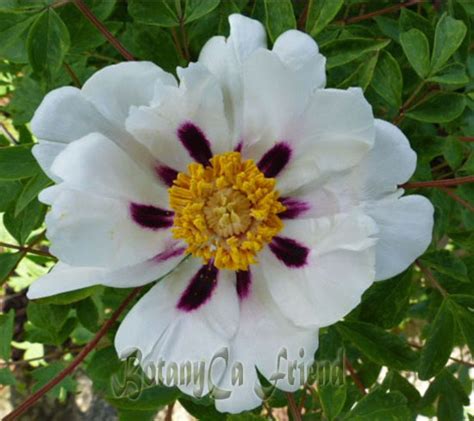 Paeonia rockii hybrid – Botanically Inclined – Seed Adventures