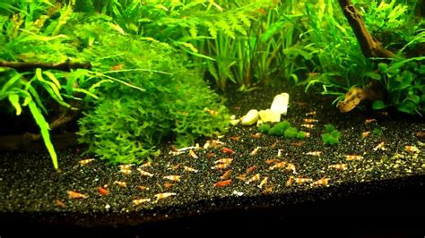 planted Crystal Red Shrimp Tank - YouTube