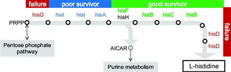 Histidine biosynthetic pathway. A flow chart for histidine biosynthesis ...