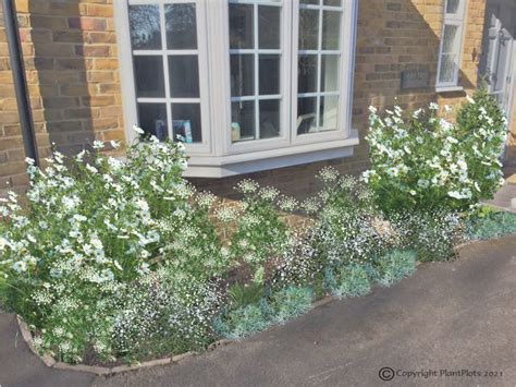 White flowered soft and light plants - PlantPlots