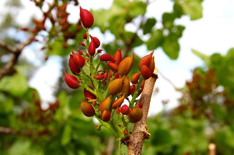 Pistachio Tree: How To Grow, Harvest, and Disease - Mystargarden