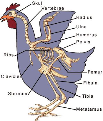 chicken skeleton diagram - get domain pictures | Chicken anatomy, Vet tech school, Animal medicine