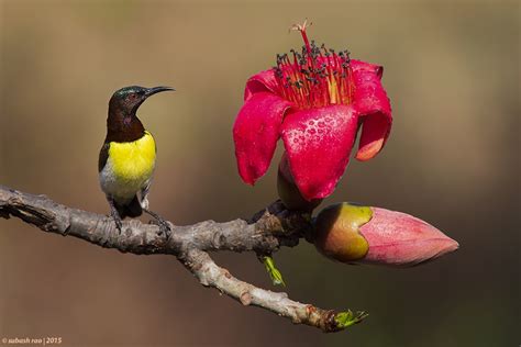 Purple -rumped Sunbird [Male] by subashcr | ePHOTOzine