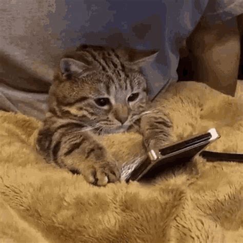 Cat Cute Gif Cat Cute Fight Discover Share Gifs