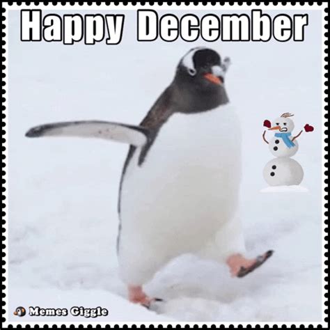 via GIPHY | Giphy, Penguins, Happy december