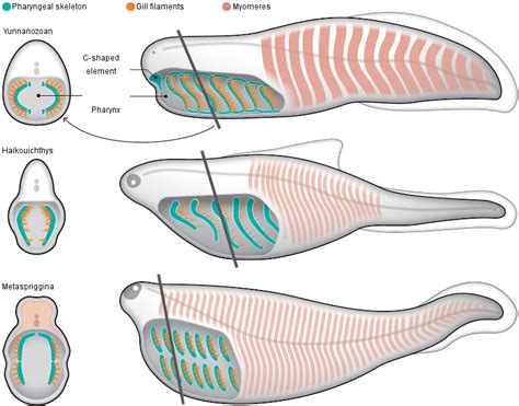 Haikouichthys Fossil