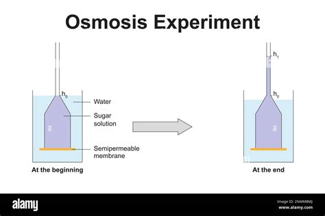 Osmosis experiment, illustration Stock Photo - Alamy