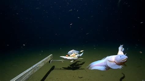 Snailfish breaks record, becomes deepest fish ever filmed and captured