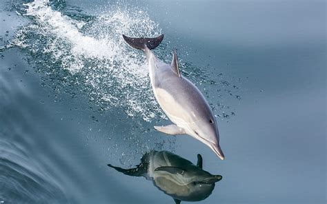 Dolphin, splash, water, reflection, HD wallpaper | Peakpx