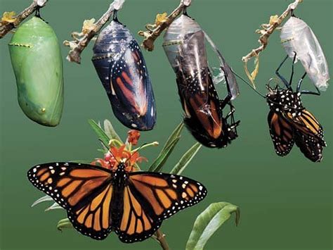 Caterpillars "Melt" Almost Completely Before Growing Into Butterflies ...