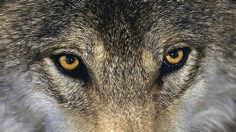 Wolf Eyes Close Up - Brown Wolf Eyes Close Up - - HD wallpaper | Pxfuel