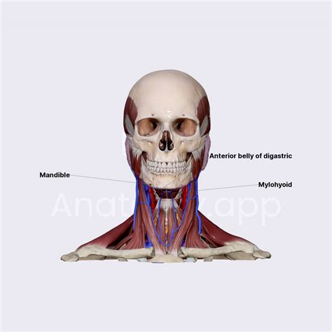 Submandibular triangle | Triangles of the neck | Head and Neck | Anatomy.app | Learn anatomy ...