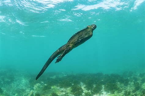 Marine Iguana Swimming Photograph by Tui De Roy - Fine Art America