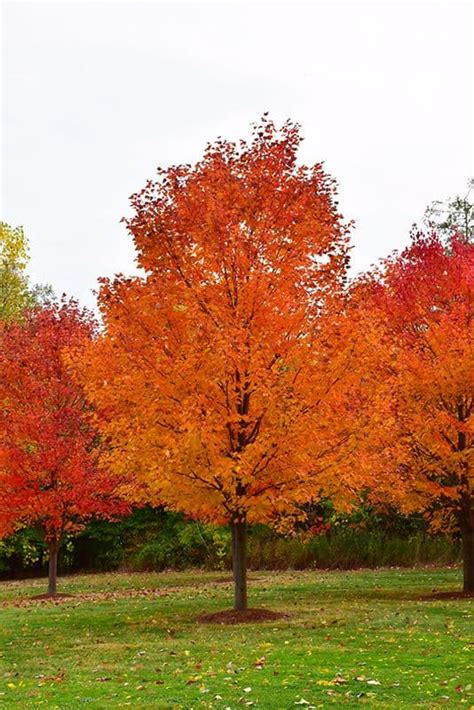 8 Different Kinds of Maple Trees in Iowa - ProGardenTips