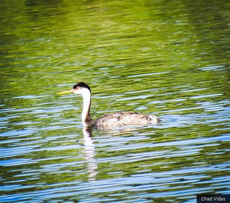 Western Grebe Photograph by Chad Vidas - Fine Art America