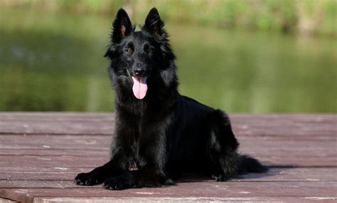 Belgian Shepherd Dog (Groenendael) – Big Bold Pastoral Breed – Dogs