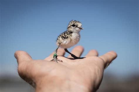 Plover [IMAGE] | EurekAlert! Science News Releases