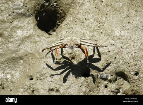 Portrait of a Spider Crab Stock Photo - Alamy