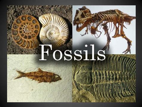 Types of fossils and ways of formation, Cast types, Mold & Petrified ...