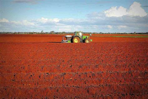 Advantages And Disadvantages Of Red Soil - DripMotion