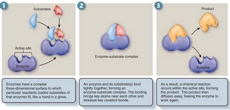 Enzyme Substrate Complex Animation