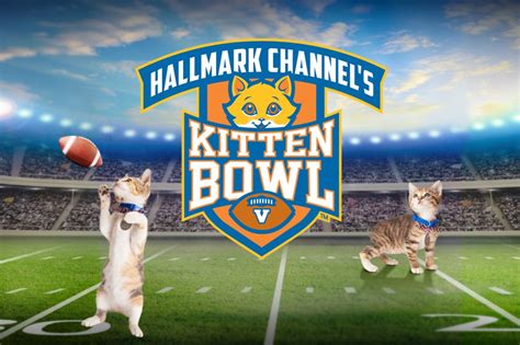 How to Watch the Kitten Bowl Online Free - Scribblrs