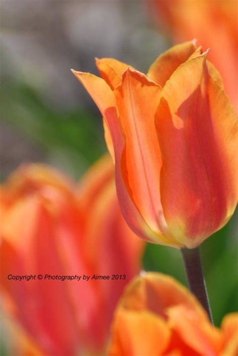 Holland, Michigan Tulip. Flowers, photography. | Flowers, Tulips, Plants