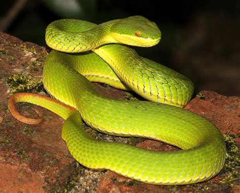 Bamboo Viper (Trimeresurus albolabris) | Bamboo Viper (Trime… | Flickr