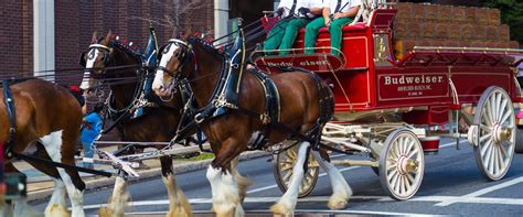 A Brief History of the Budweiser Clydesdales, America's Favorite Super Bowl Icons