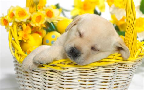 Spring Baby Animals Desktop Wallpapers - WallpaperSafari