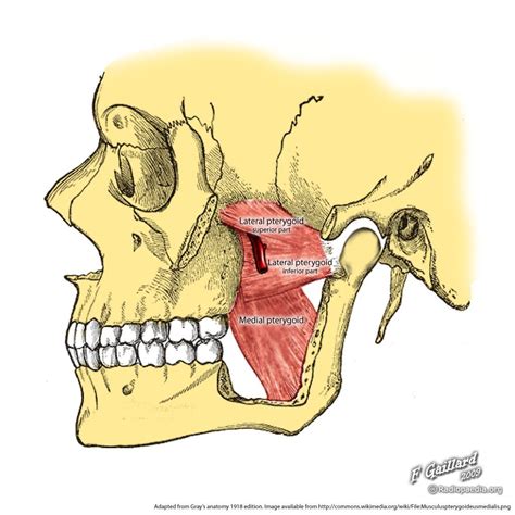 medial and lateral pterygoids - howtomakestickerswithtape