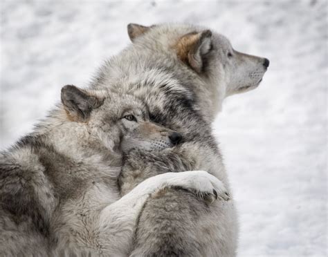 Reintroducing Wolves to Isle Royale National Park - Pacific Standard