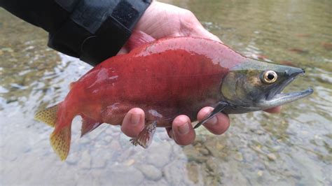 Kokanee salmon, Tobacco river Montana. : r/Fishing