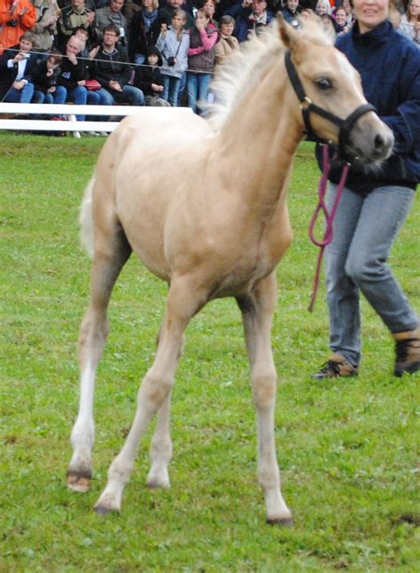 Palomino Foal Stock 01 by ponystock on DeviantArt