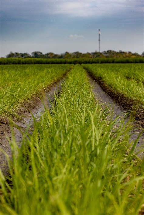 Where Does Sugar Come From? Tour a Louisiana Sugar Cane Farm