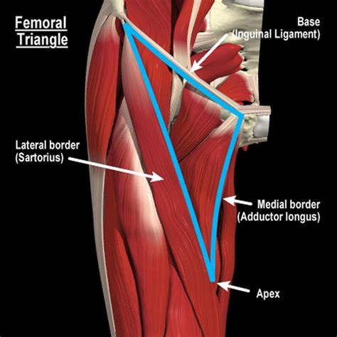 Anatomy 199 > Burgoon > Flashcards > Unit 1 | StudyBlue | Body muscle anatomy, Anatomy, Anatomy ...