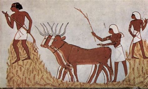 Wheat Threshing, c.1422 - c.1411 BC - Ancient Egypt - WikiArt.org