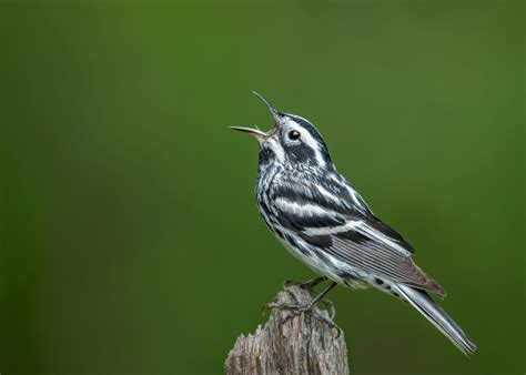 Black-and-white Warbler | Audubon Field Guide