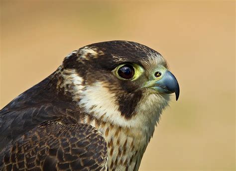 Juvenile Peregrine falcon ( Falco peregrinus ) - Adolescen… | Flickr