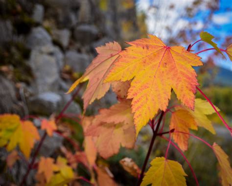 Maple Leaf Fall Color - Free photo on Pixabay - Pixabay