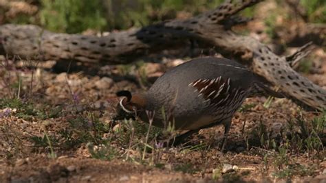 Tucson bird Stock Video Footage - 4K and HD Video Clips | Shutterstock