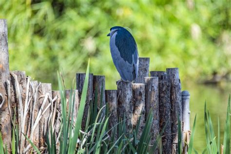 Night Heron Bird Free Stock Photo - Public Domain Pictures