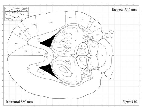 Rat Brain Atlas