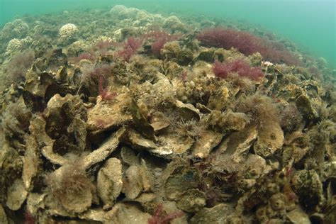 New Report Explores Ecological, Economic Effects of Oyster Reef ...