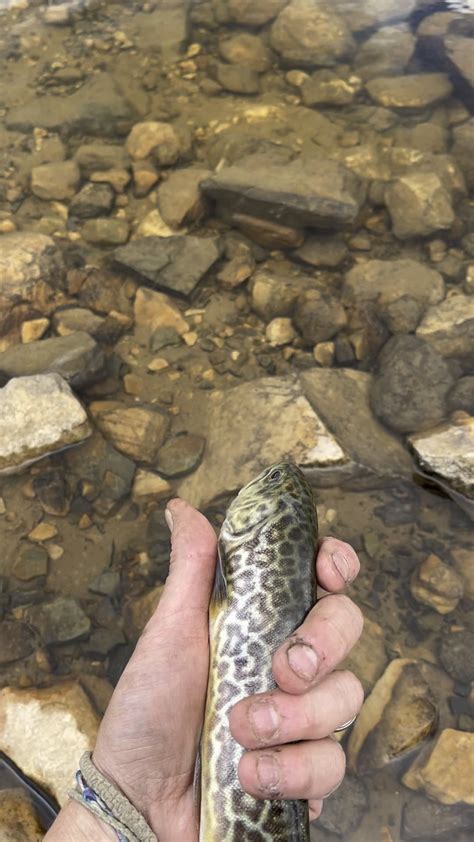 Tiger Trout Release : r/troutfishing