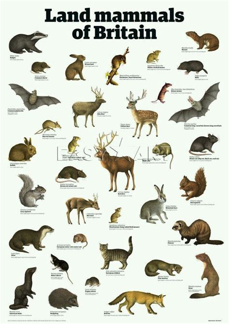 Pin by Ken Rat on British wildlife | Mammals, Wild animals pictures, Animals wild