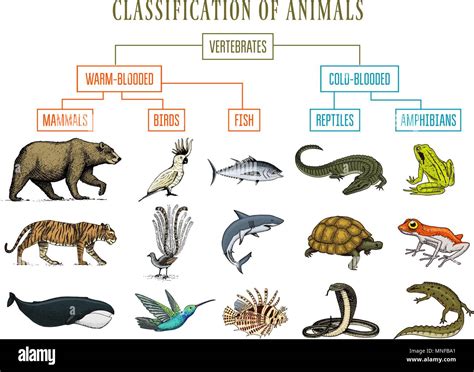 Classification of Animals. Reptiles amphibians mammals birds. Crocodile ...